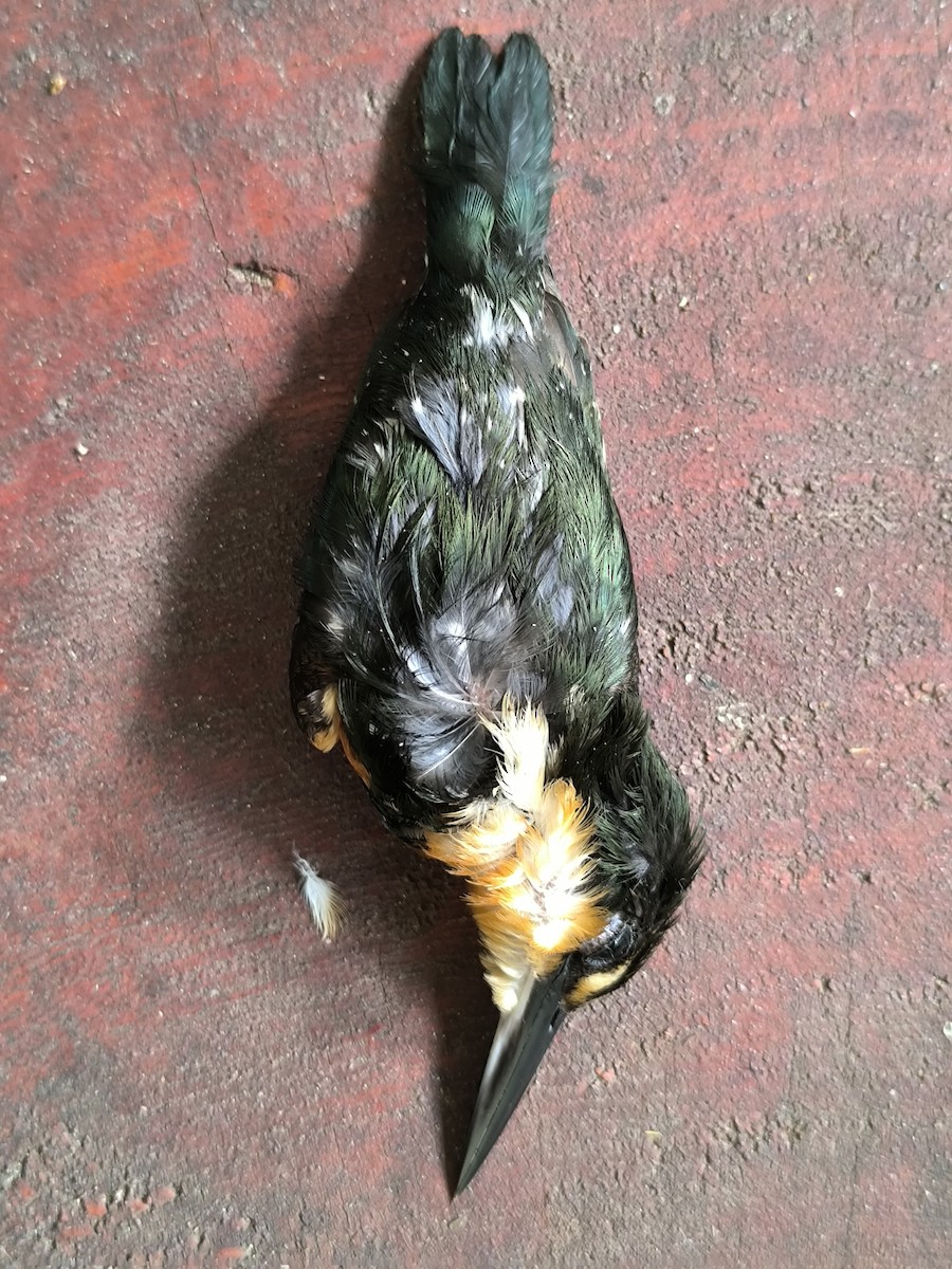 American Pygmy Kingfisher - ML647755933