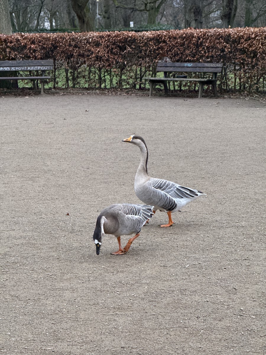 Çin Kazı (evcil tip) - ML647755937