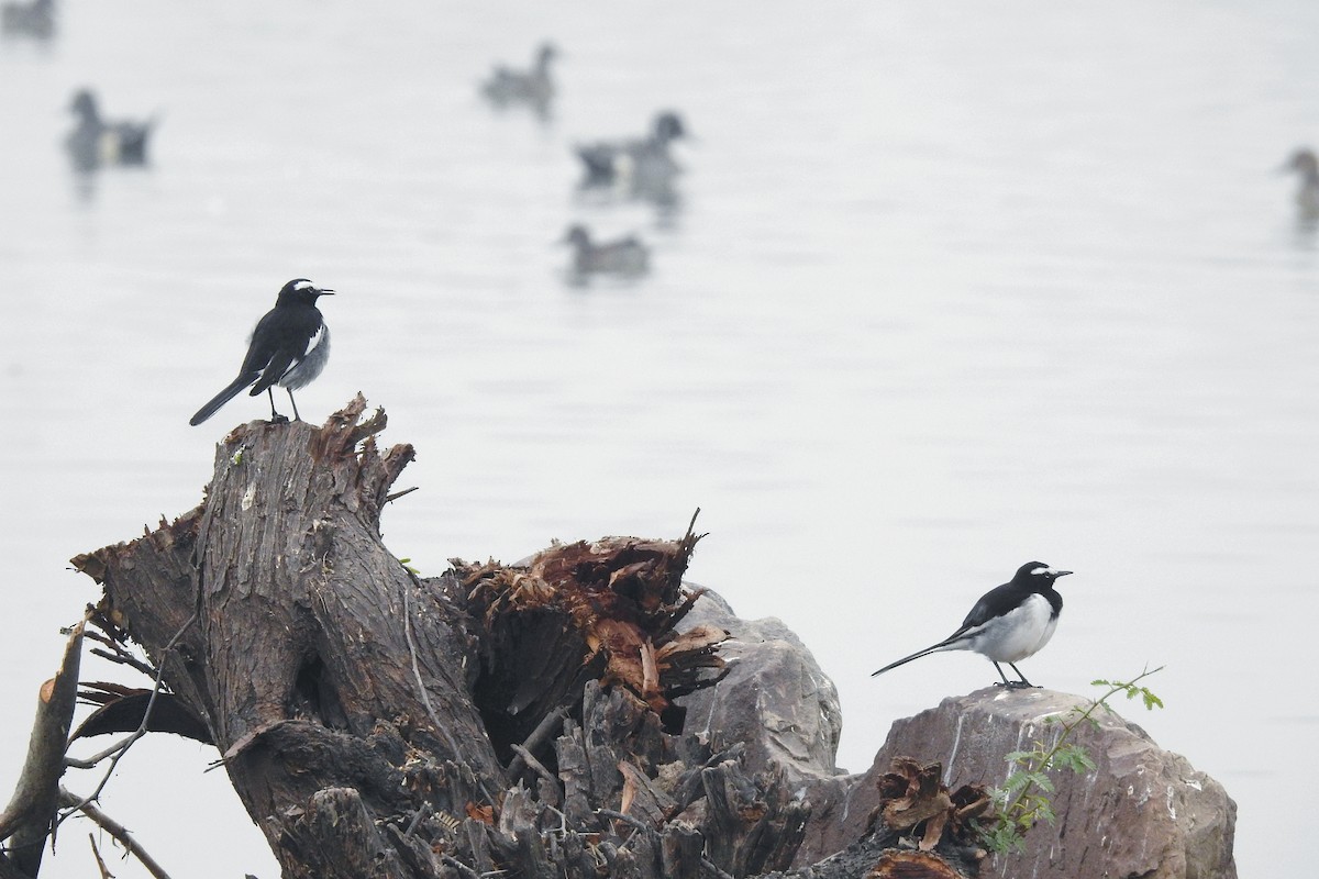 White-browed Wagtail - ML647755948
