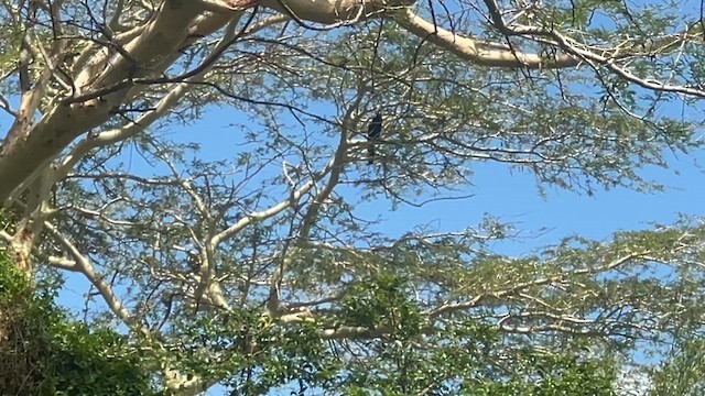 African Darter - ML647755982