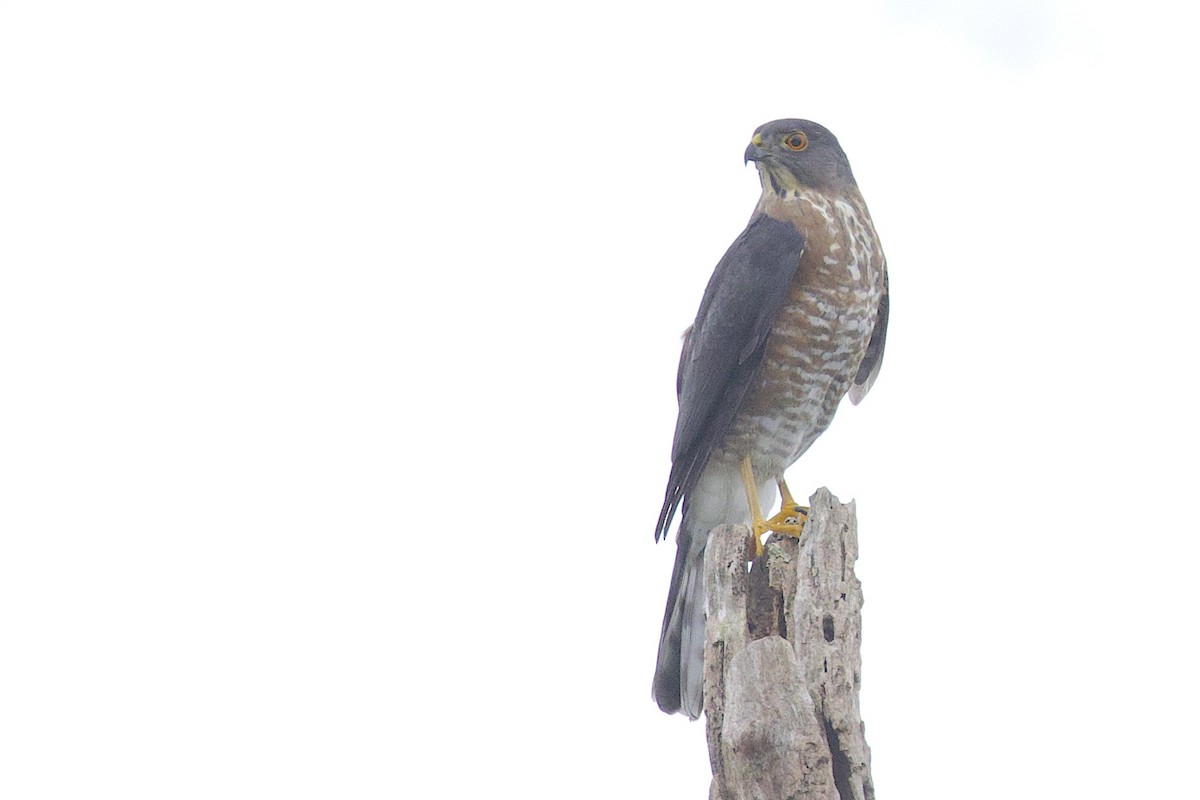 Gavilán Besra - ML647756002