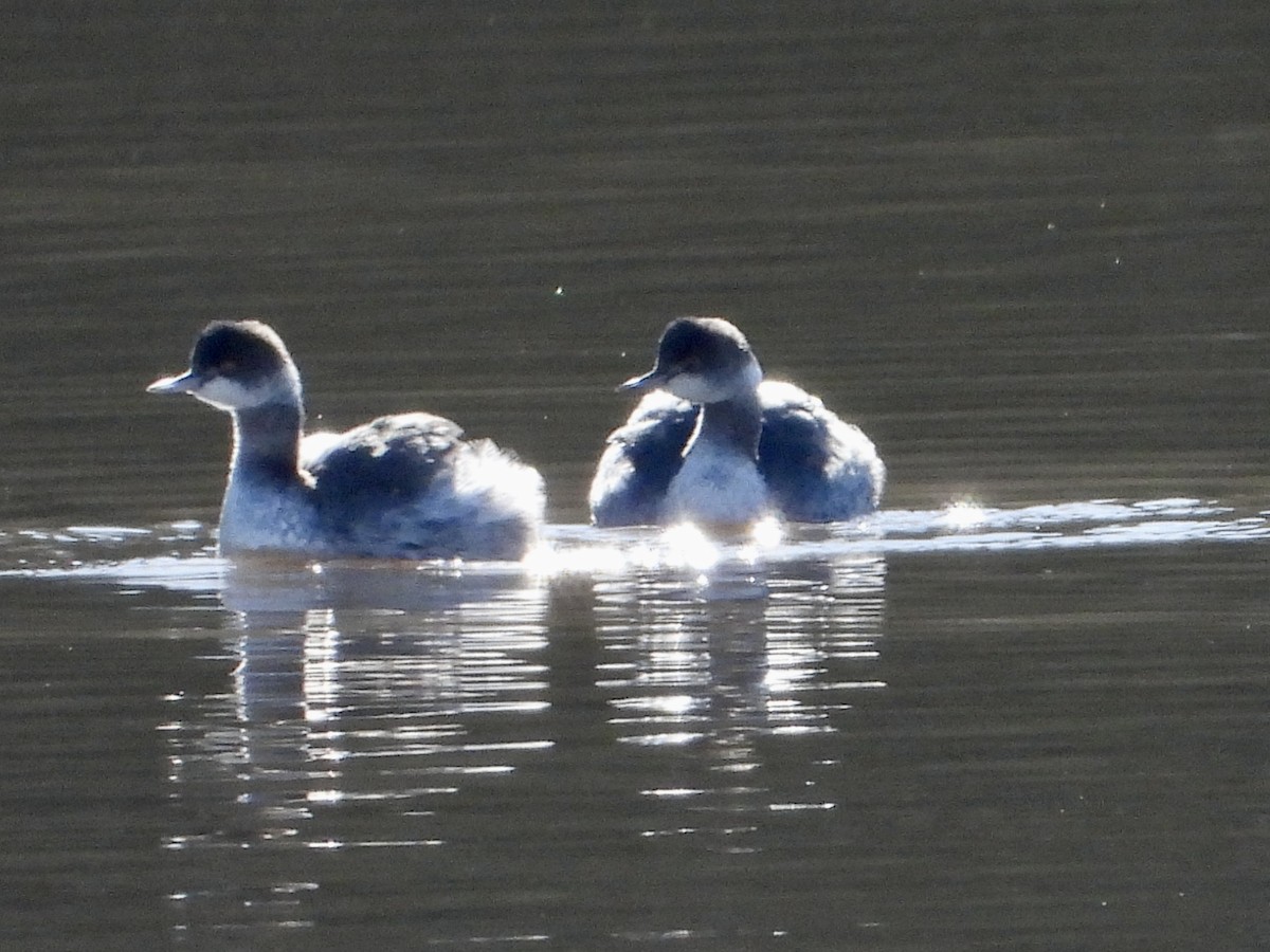 ハジロカイツブリ - ML647756003