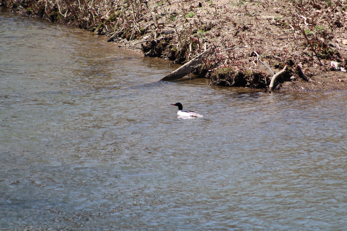 morčák velký - ML647756026