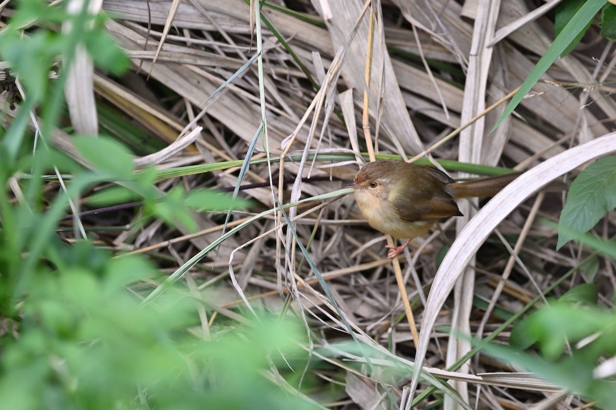 Prinia Sencilla - ML647756031