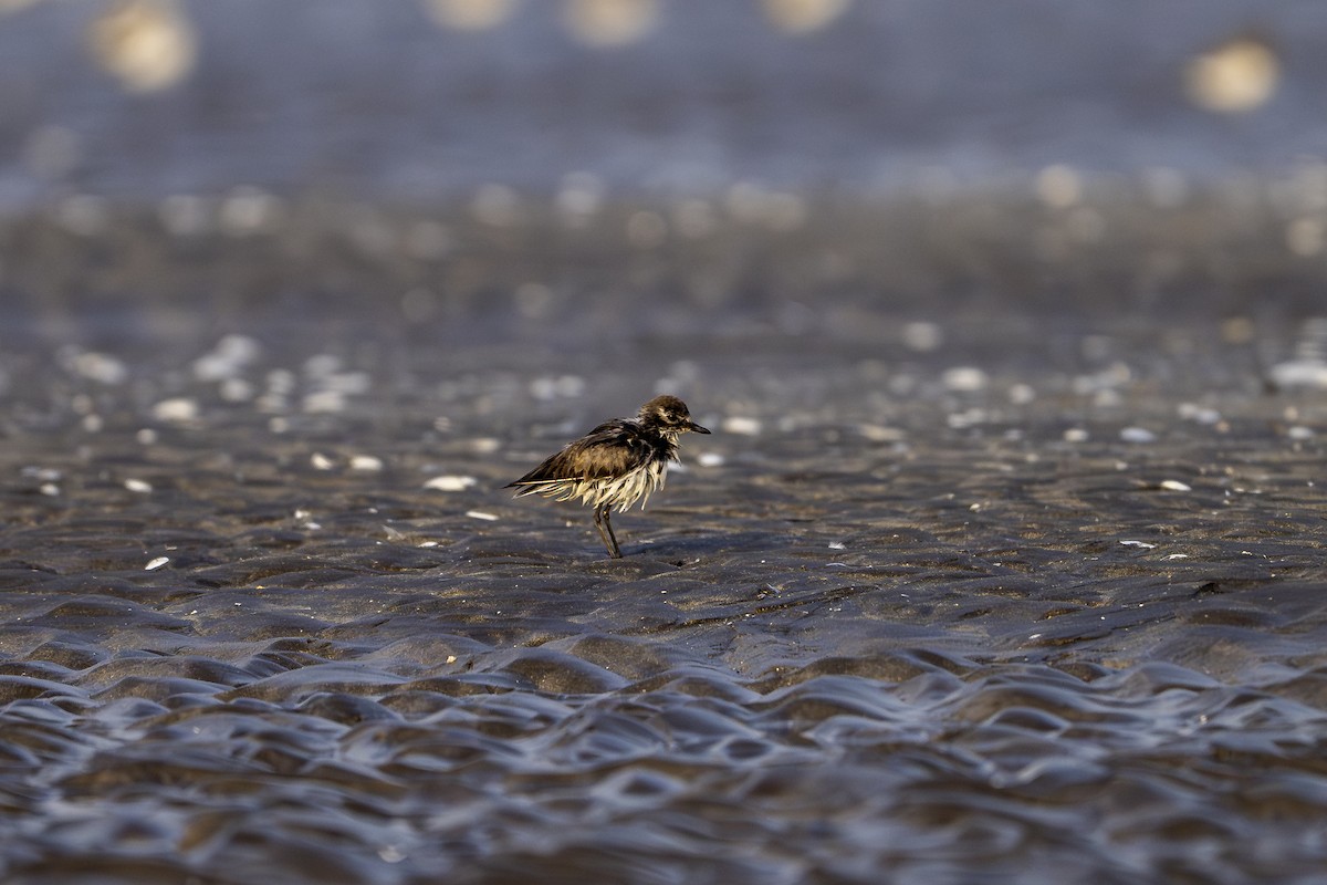 plover sp. - ML647756036