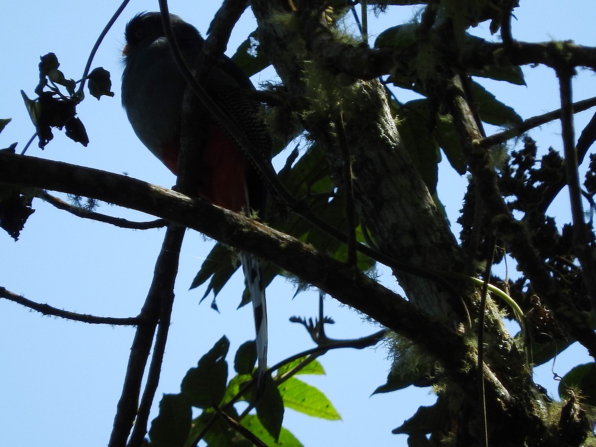 Hispaniolan Trogon - ML647756038