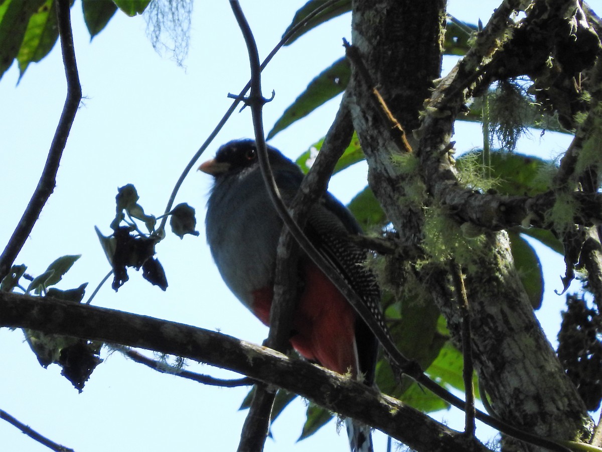 Hispaniolan Trogon - ML647756039