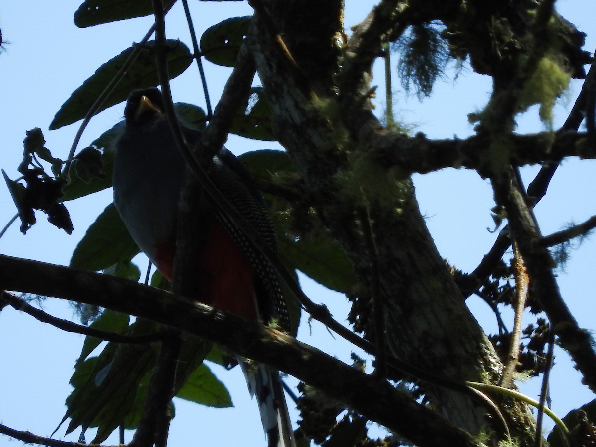 Hispaniolan Trogon - ML647756040