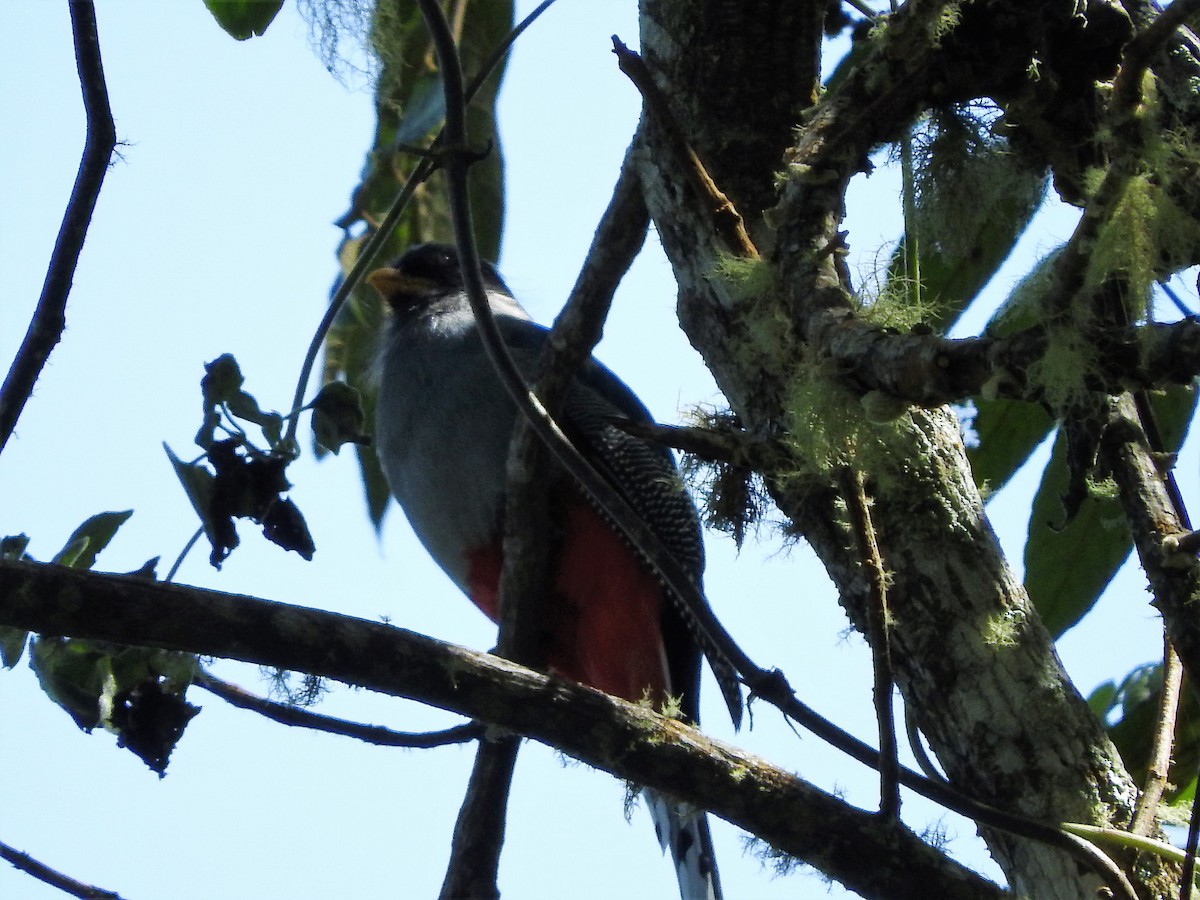 Hispaniolan Trogon - ML647756041