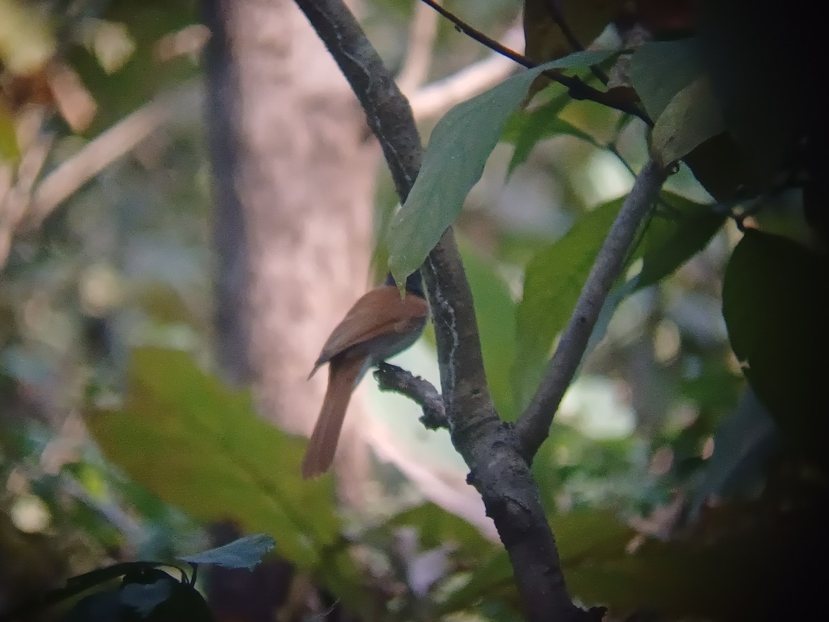 Indian Paradise-Flycatcher - ML647756042