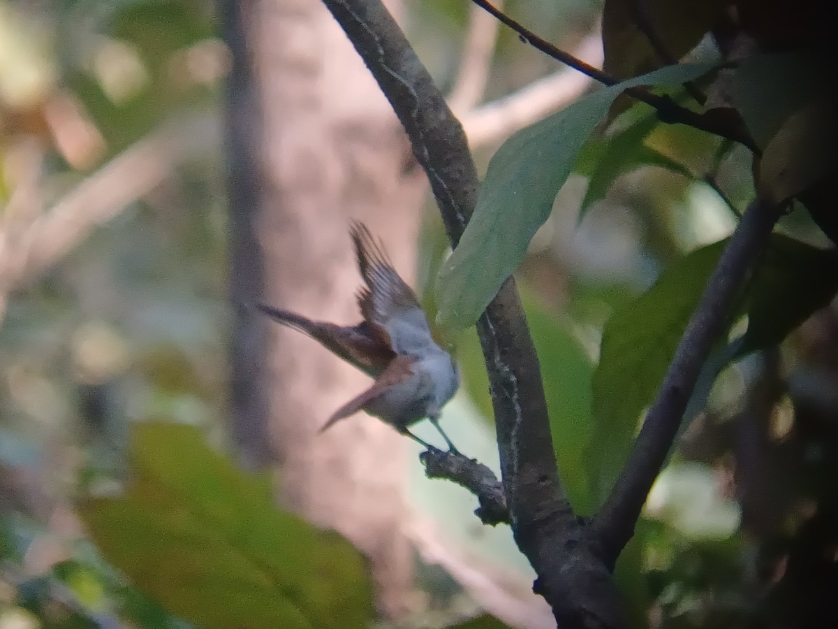 Indian Paradise-Flycatcher - ML647756046