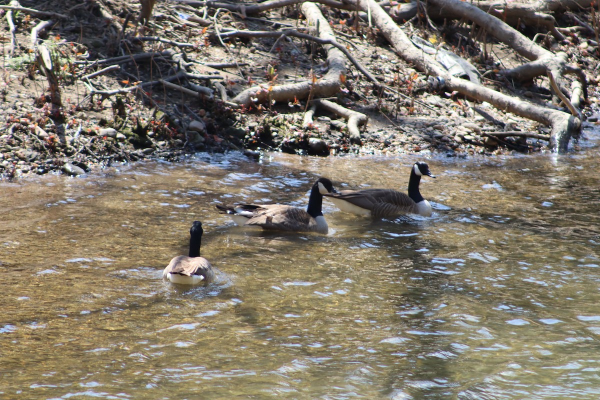 Canada Goose - ML647756047