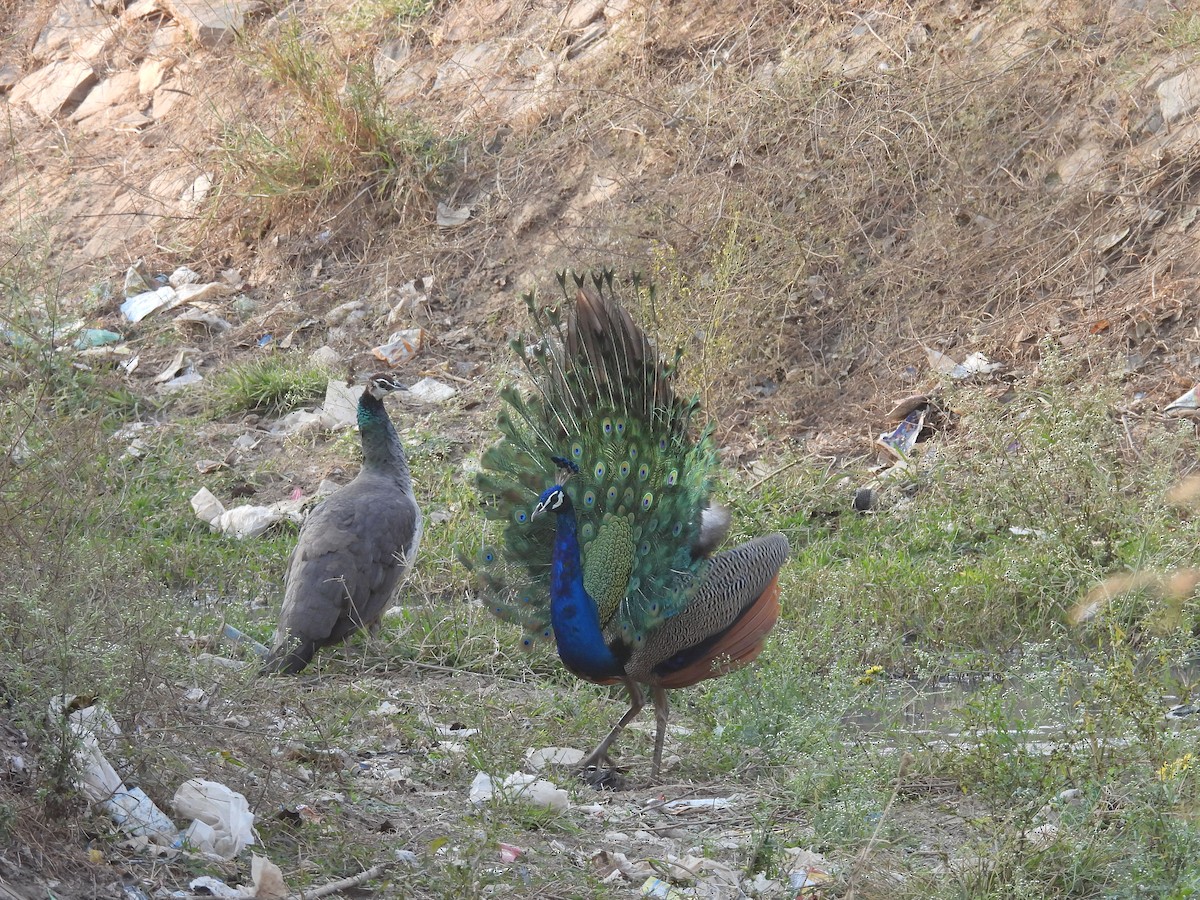 Indian Peafowl - ML647756048