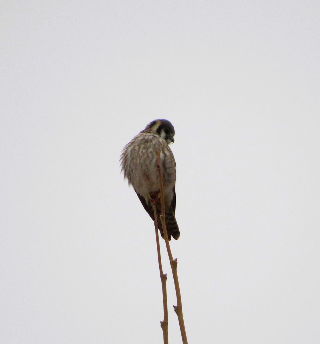 American Kestrel - ML647756050