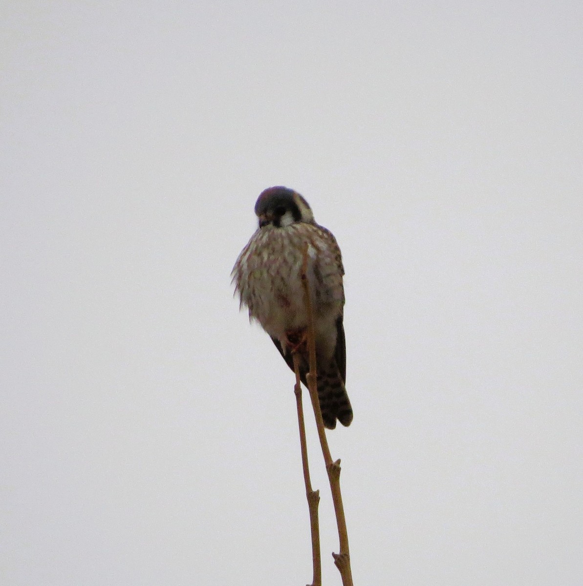 American Kestrel - ML647756051