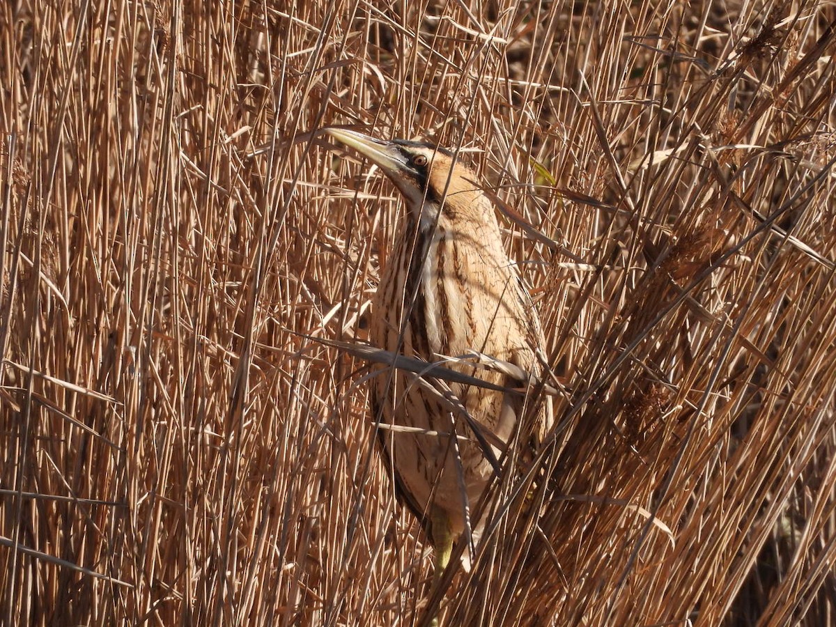 Eurasian Bittern - ML647756052