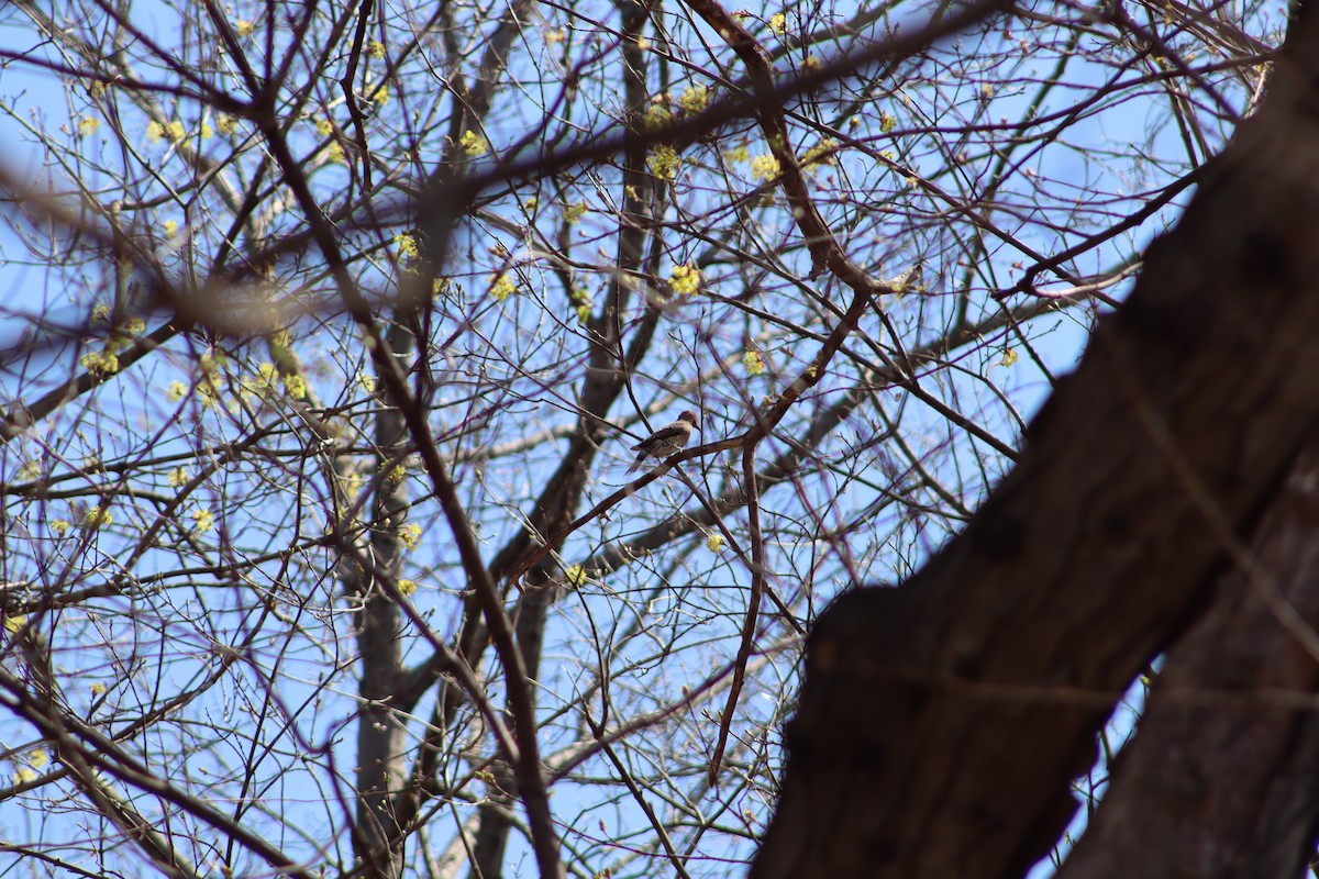 Northern Flicker - ML647756055