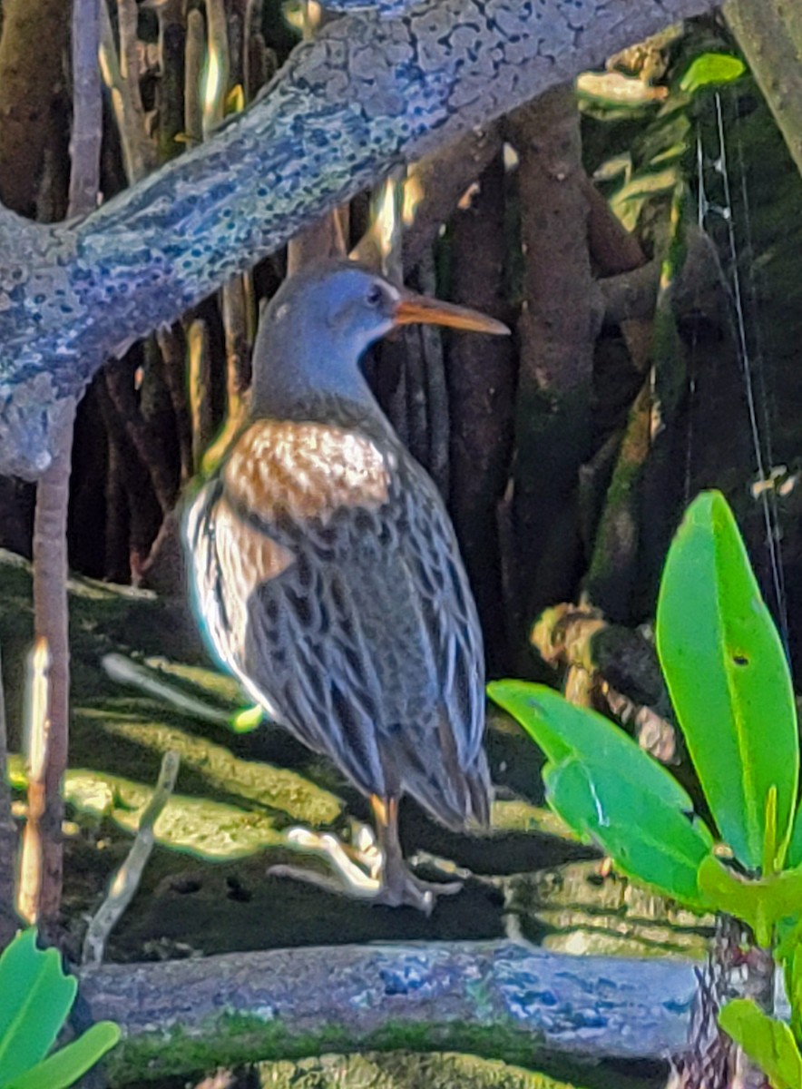 Clapper Rail (Atlantic Coast) - ML647756058