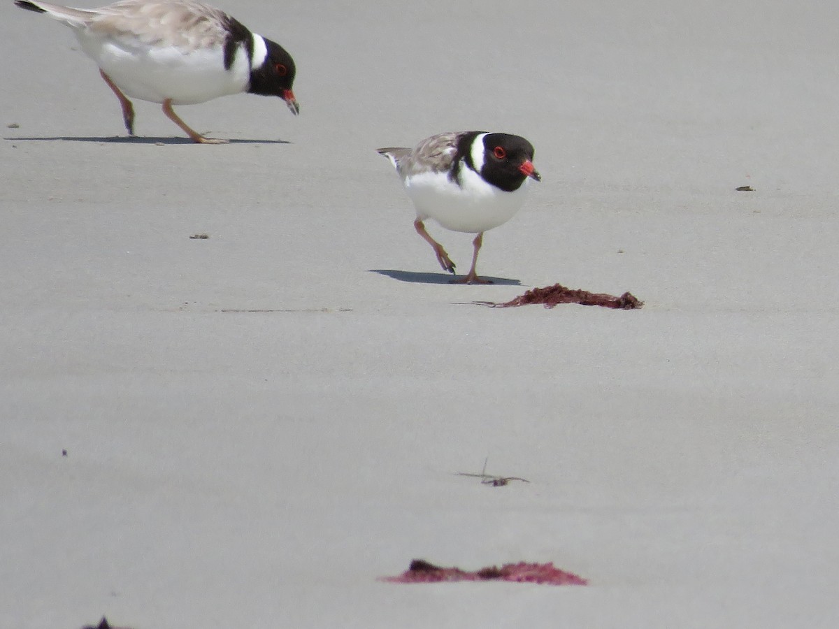 Hooded Plover - ML647756060