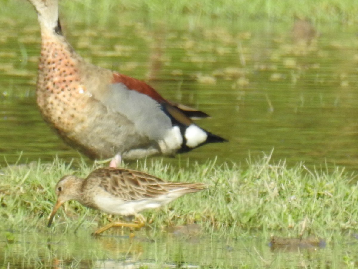 Pectoral Sandpiper - ML647756061