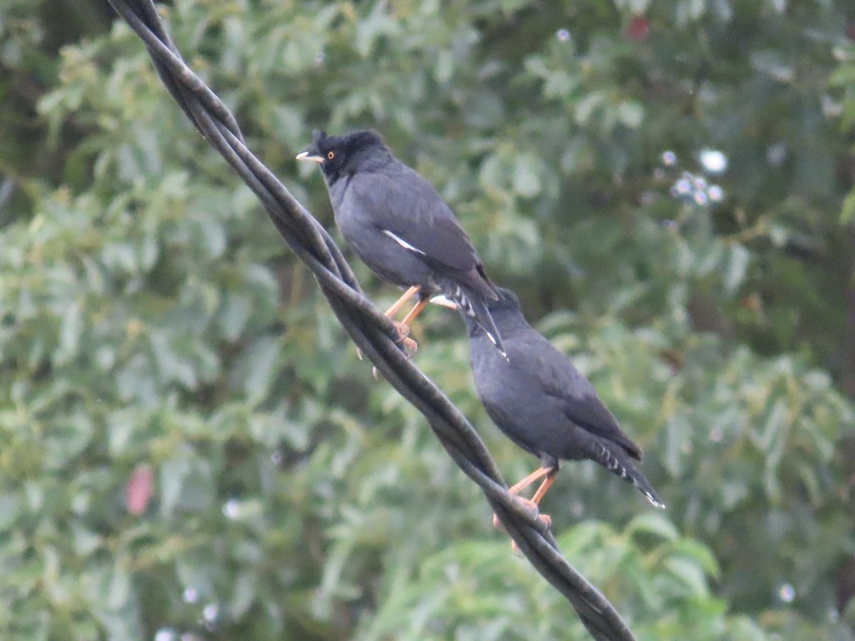 Crested Myna - ML647756062