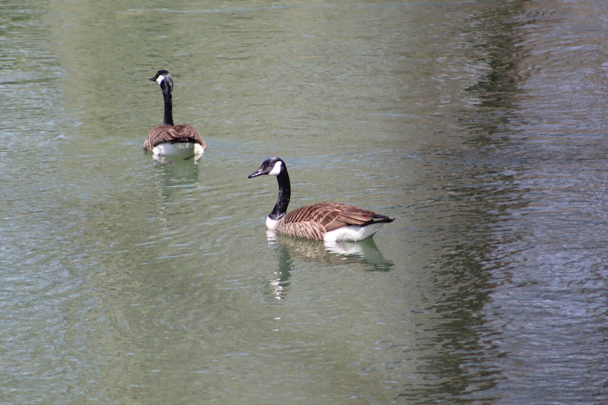 Canada Goose - ML647756063