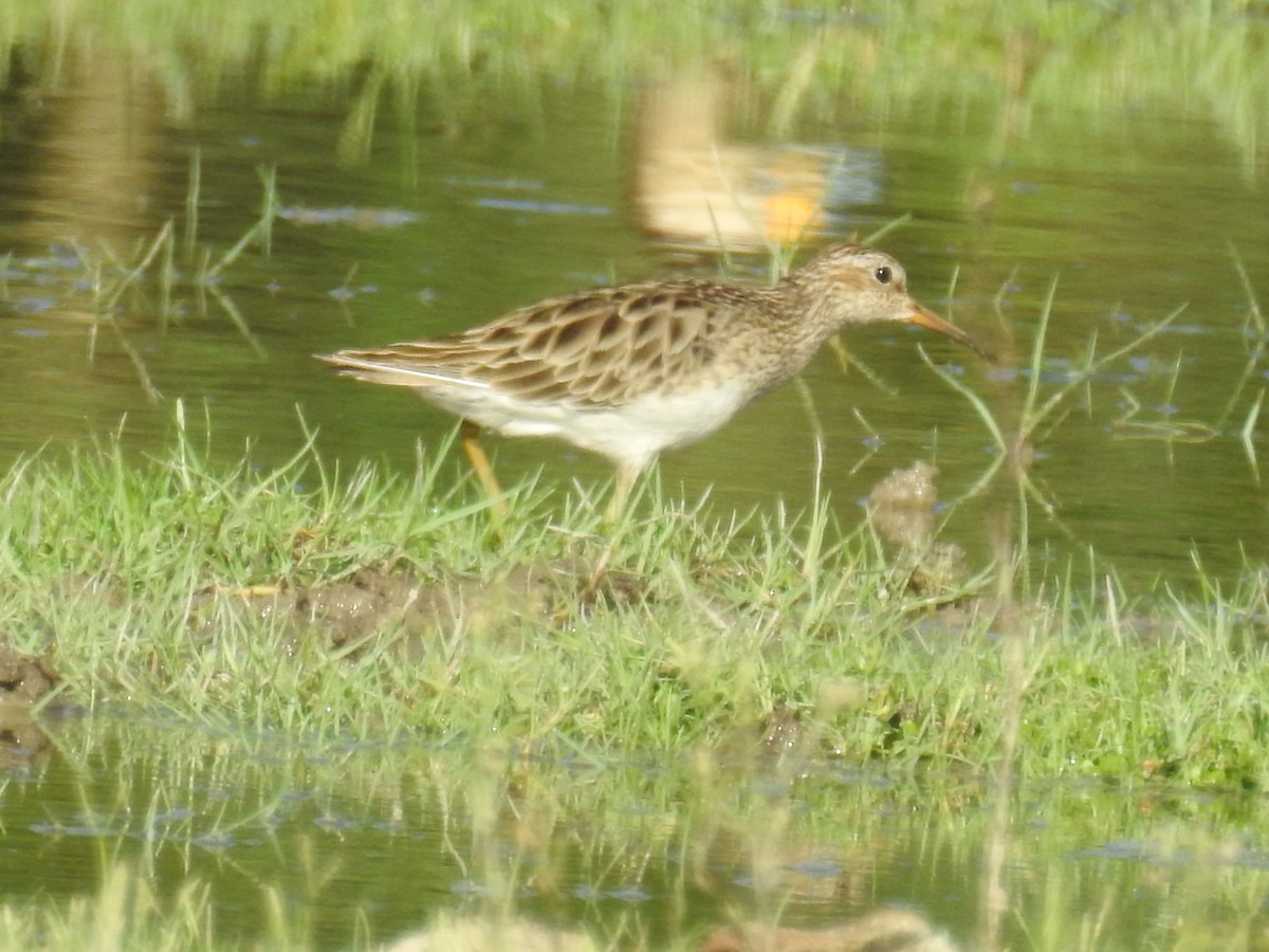 Pectoral Sandpiper - ML647756064