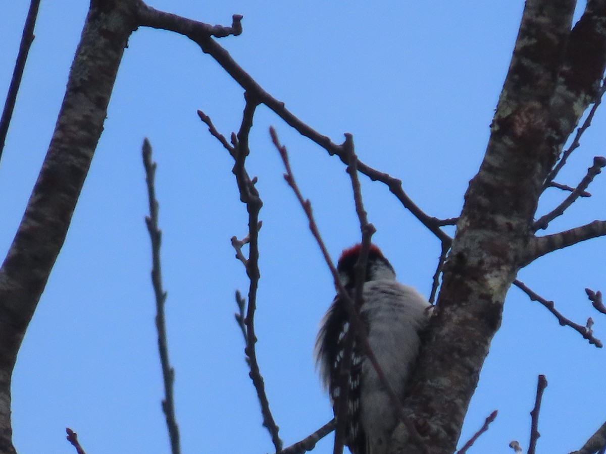 Downy Woodpecker - ML647756065