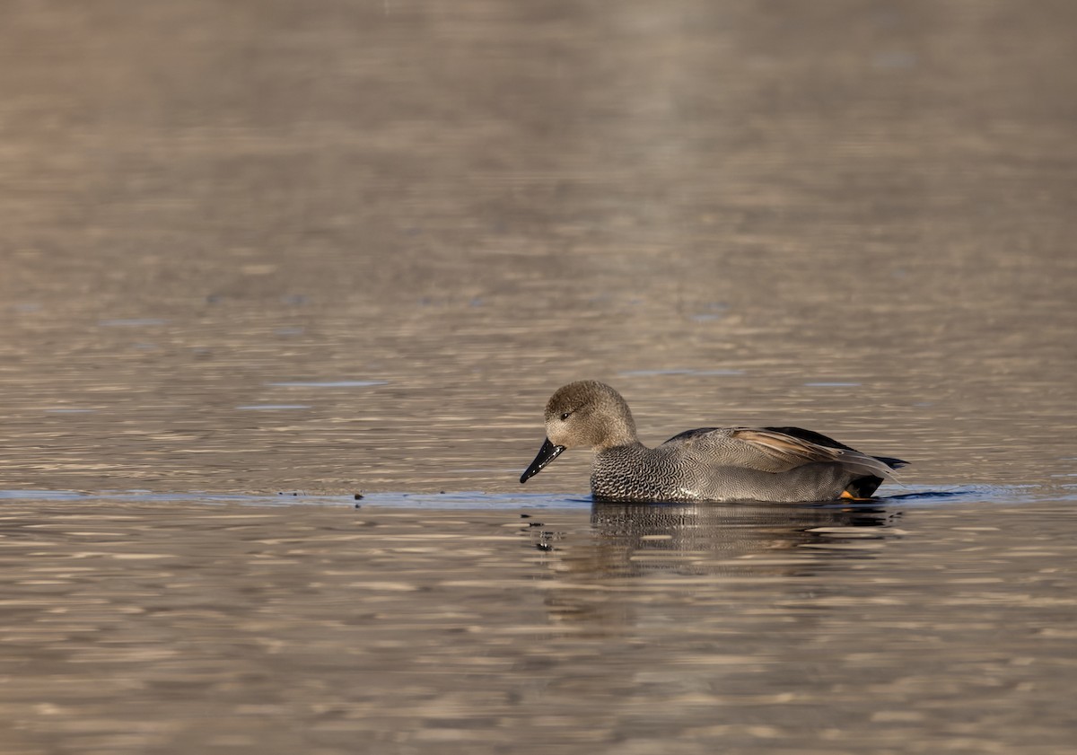 Gadwall - ML647756066