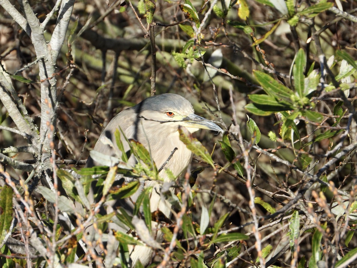 Black-crowned Night Heron - ML647756068