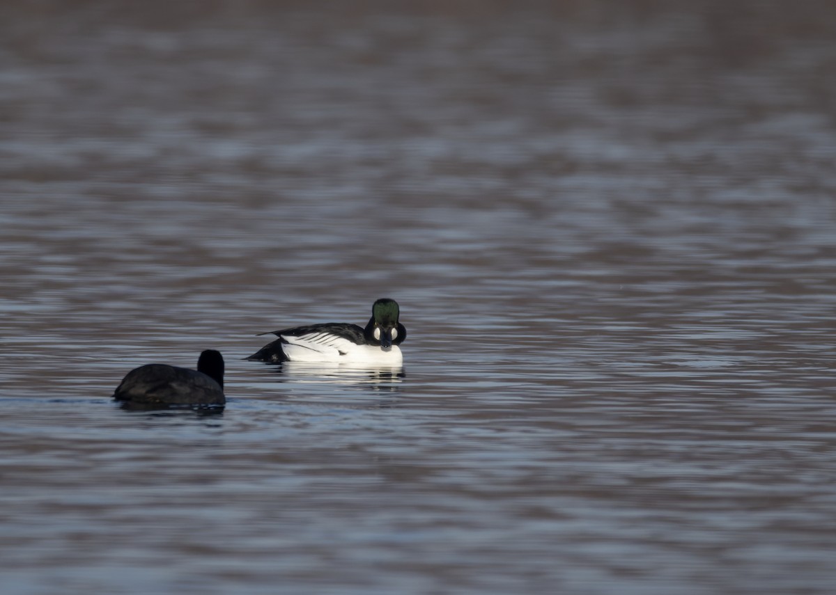 Common Goldeneye - ML647756069