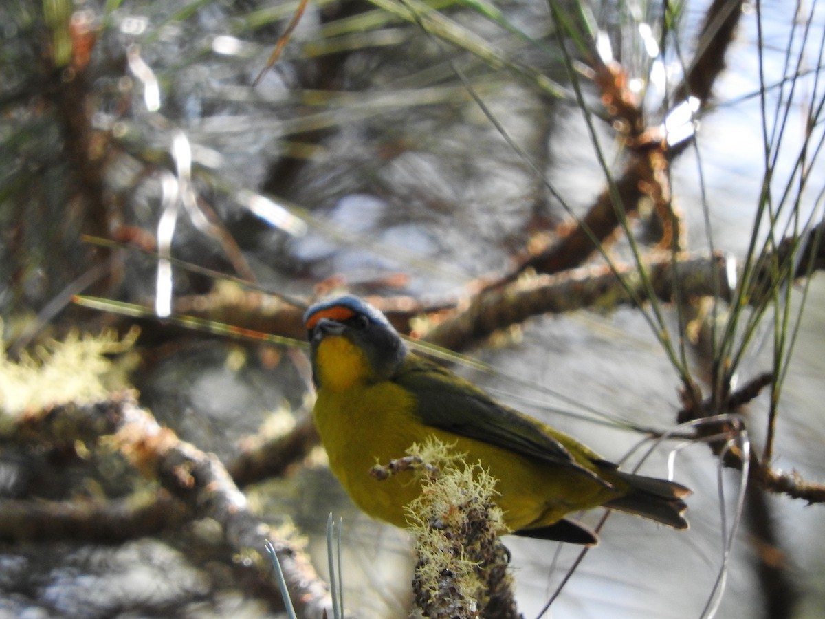 Hispaniolan Euphonia - ML647756072