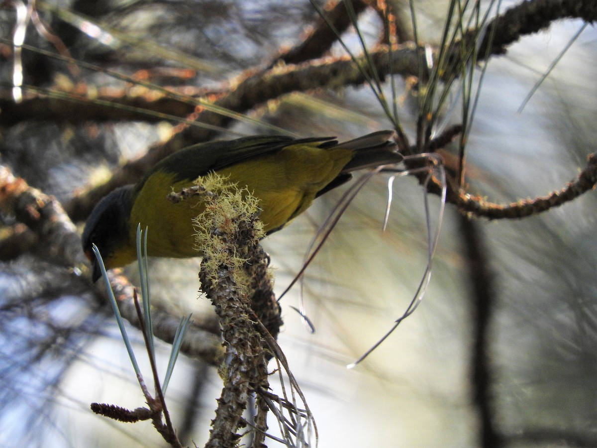 Hispaniolan Euphonia - ML647756073