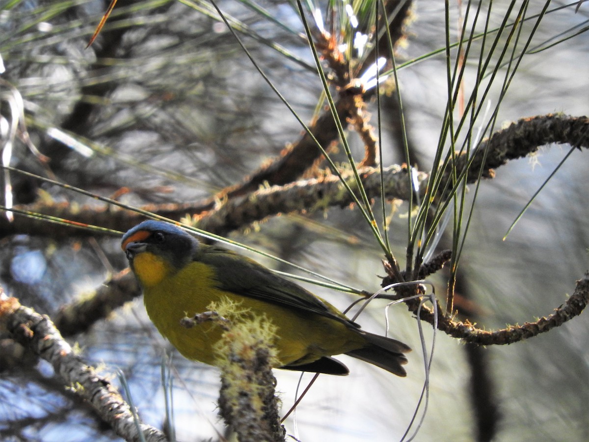 Hispaniolan Euphonia - ML647756074