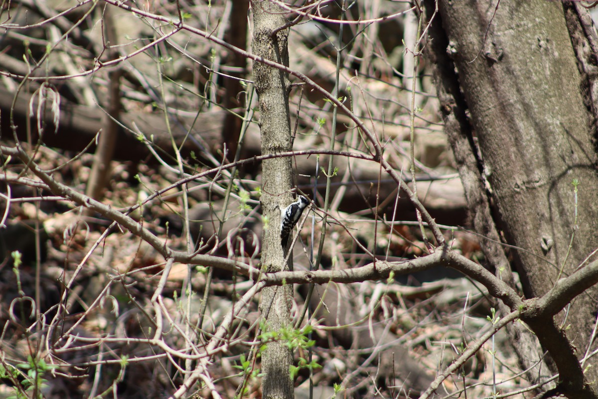 strakapoud osikový - ML647756076