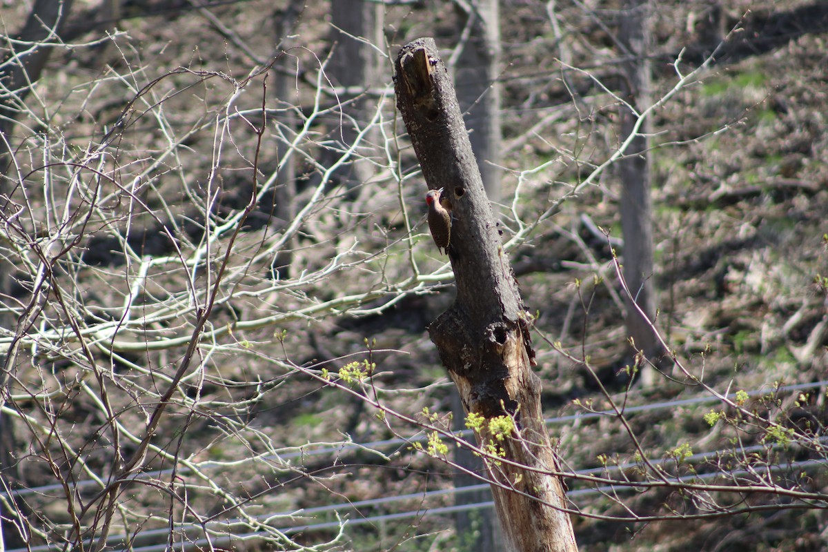 datel zlatý - ML647756080