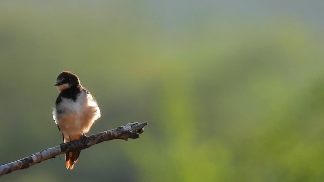 סנונית רפתות - ML647756103