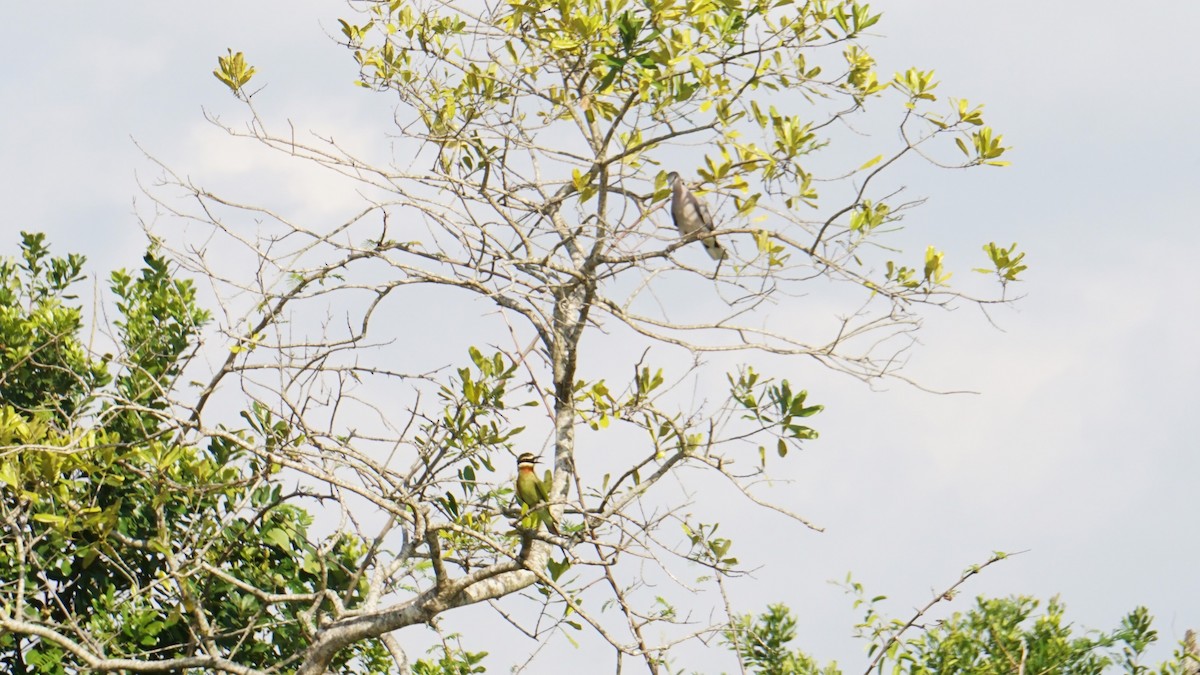 Olive Bee-eater - ML647756112