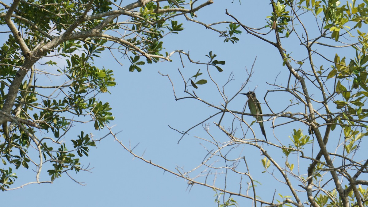 Olive Bee-eater - ML647756114