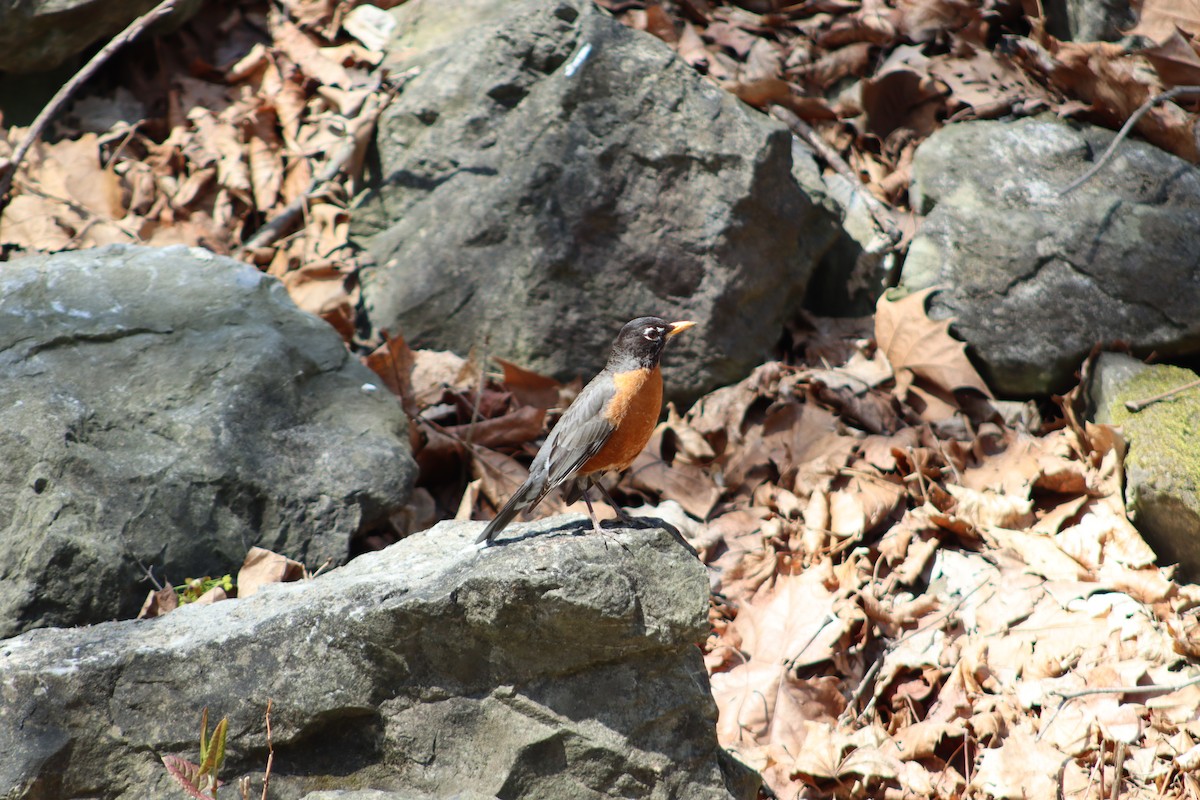 drozd stěhovavý - ML647756115