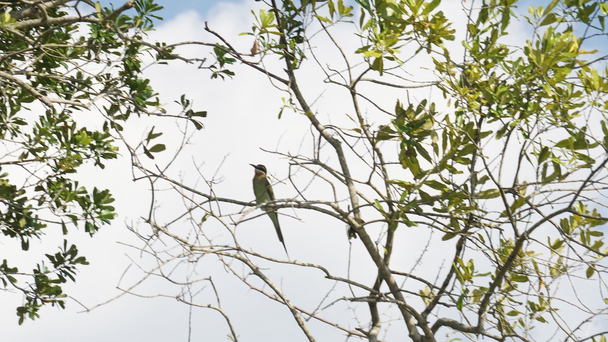 Olive Bee-eater - ML647756116