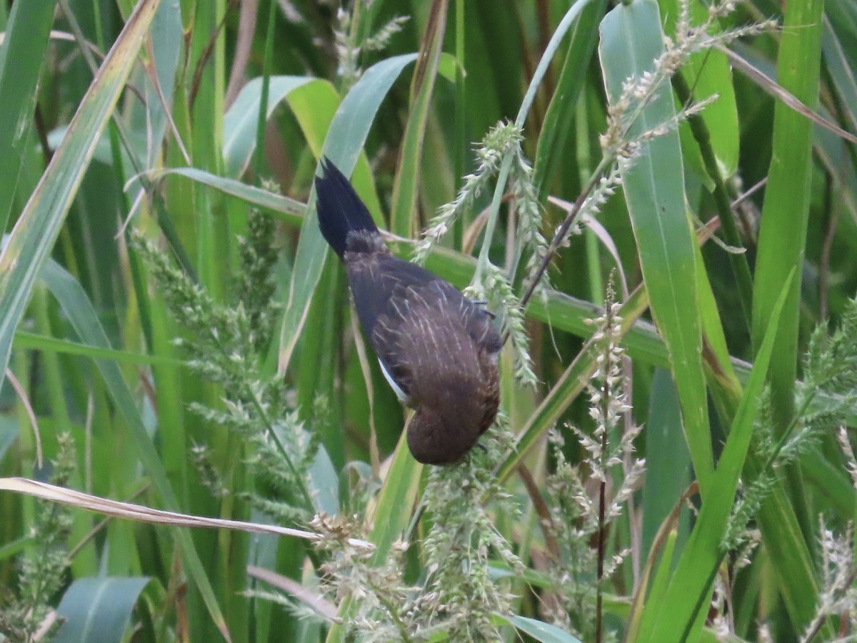 Beyaz Belli Munya - ML647756117