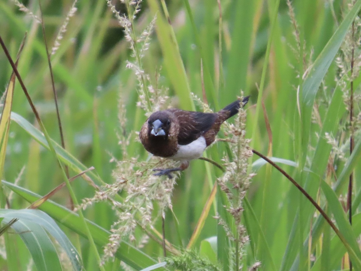 Beyaz Belli Munya - ML647756118