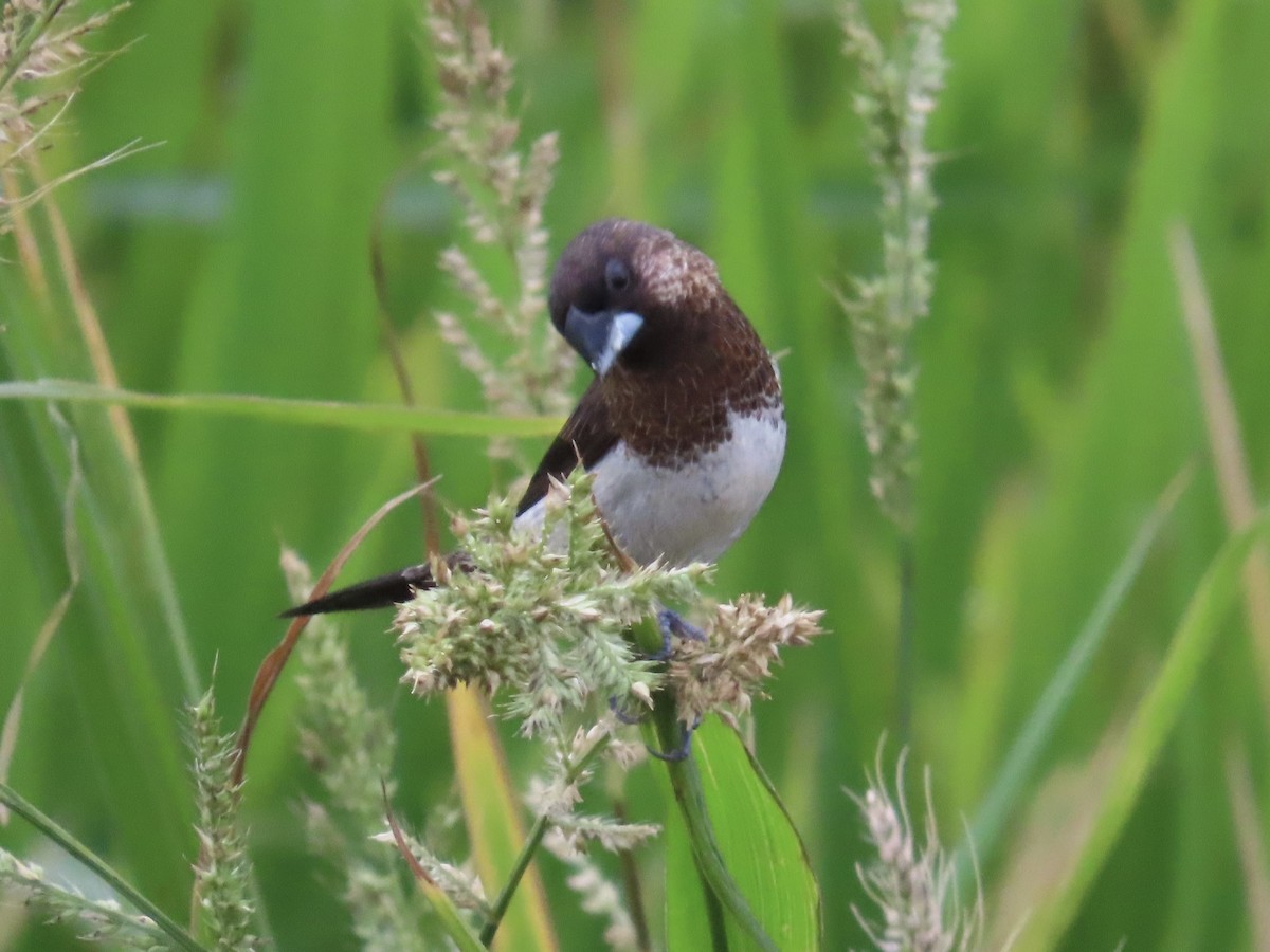 Beyaz Belli Munya - ML647756119