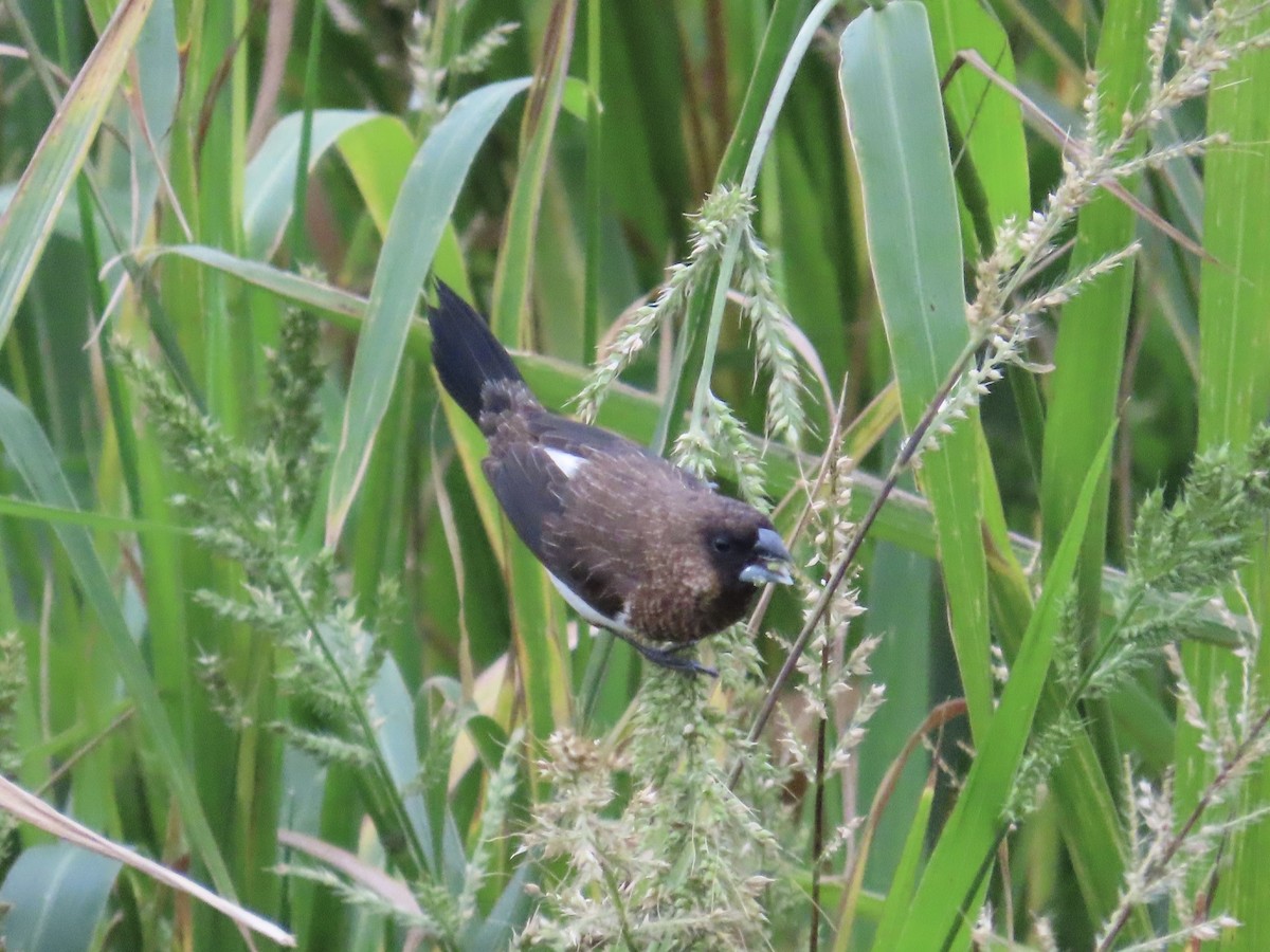 Beyaz Belli Munya - ML647756120