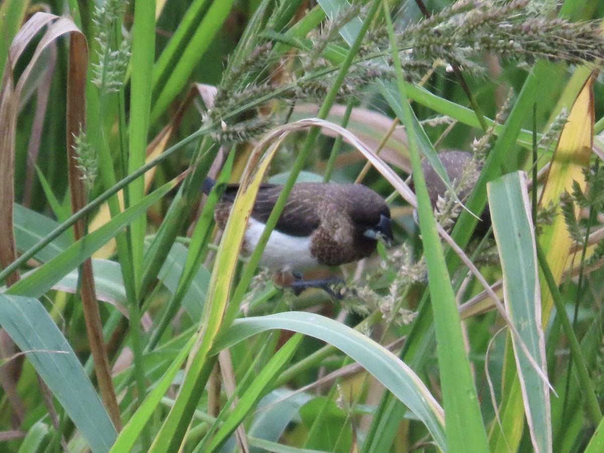 Beyaz Belli Munya - ML647756121