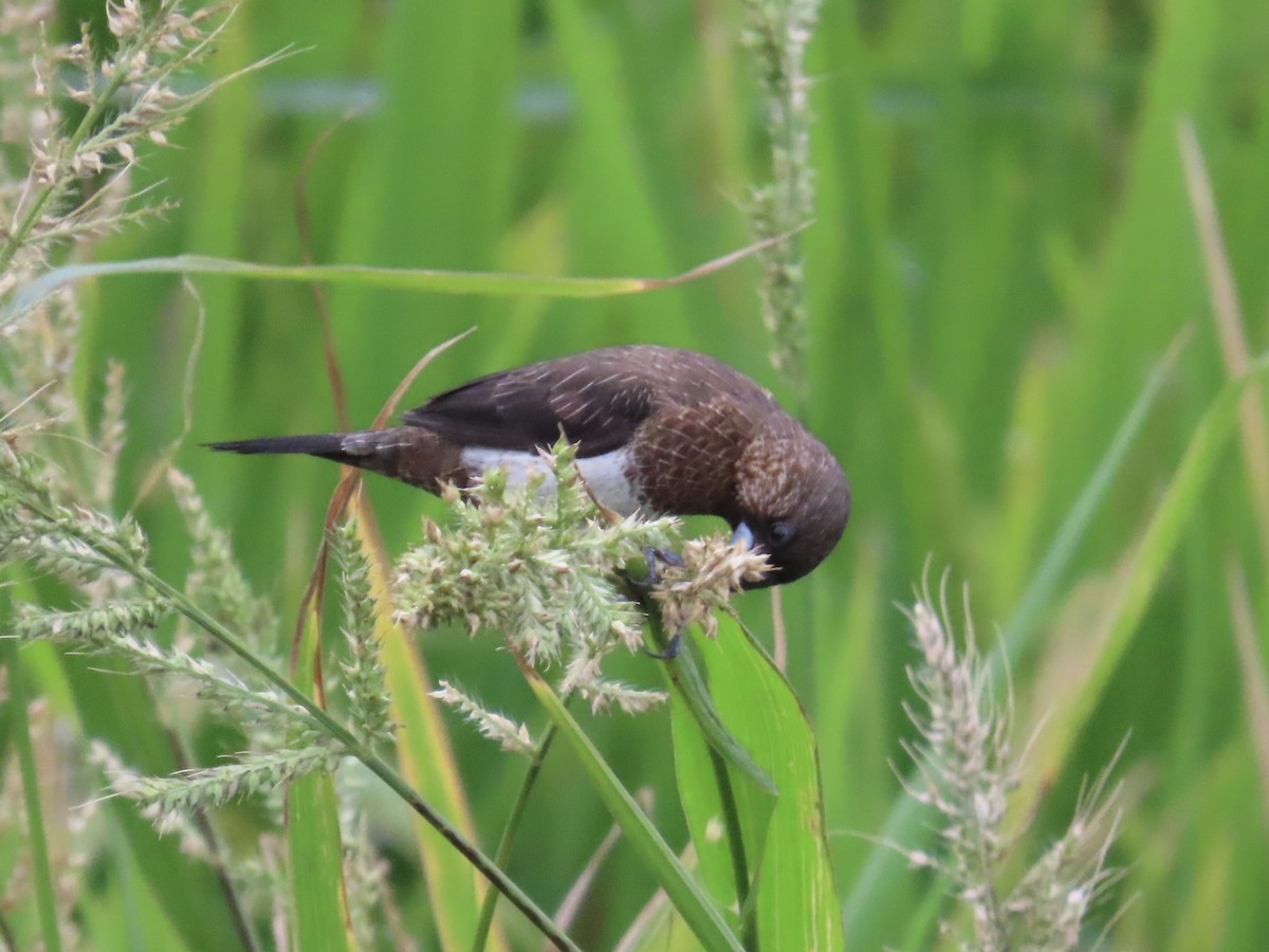 Beyaz Belli Munya - ML647756122