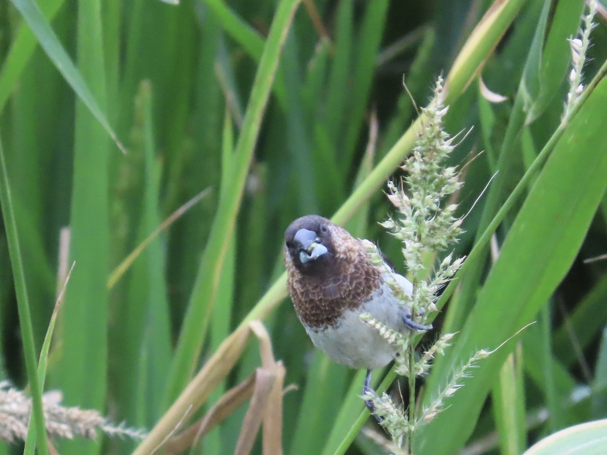 Beyaz Belli Munya - ML647756123