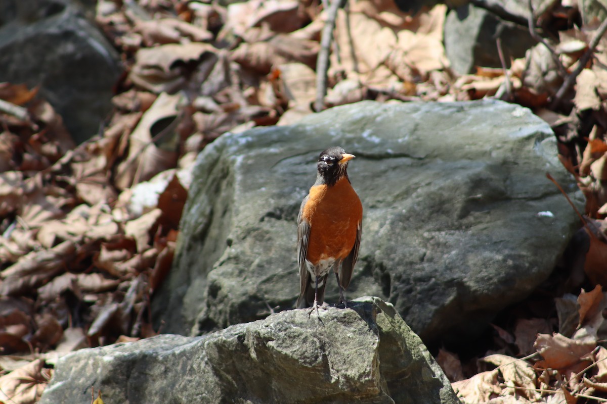 drozd stěhovavý - ML647756124