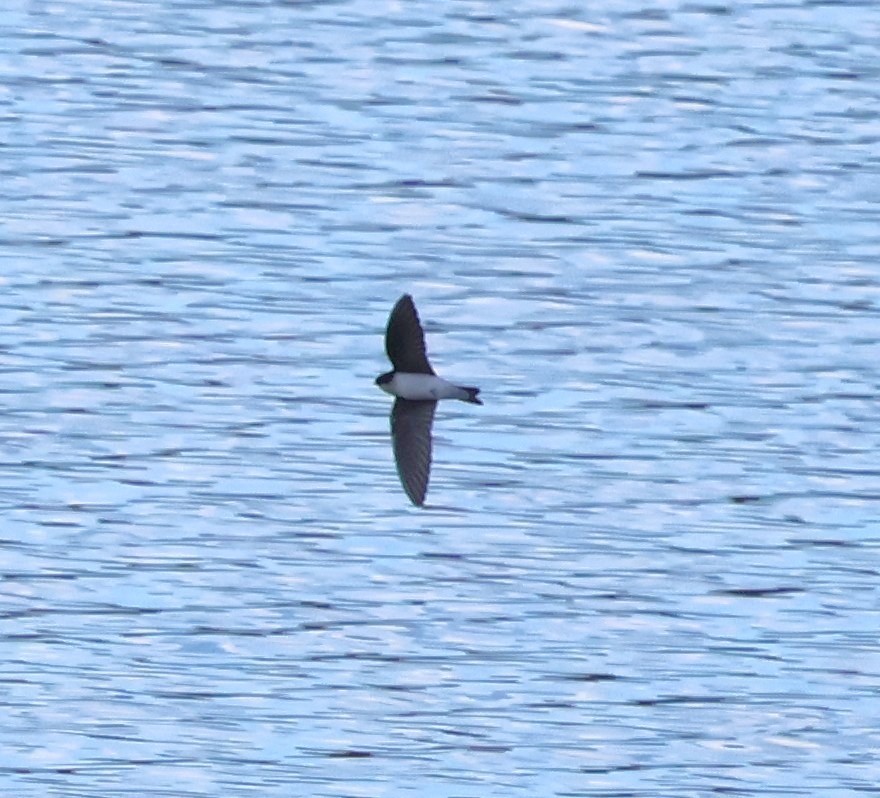 Tree Swallow - ML647756128